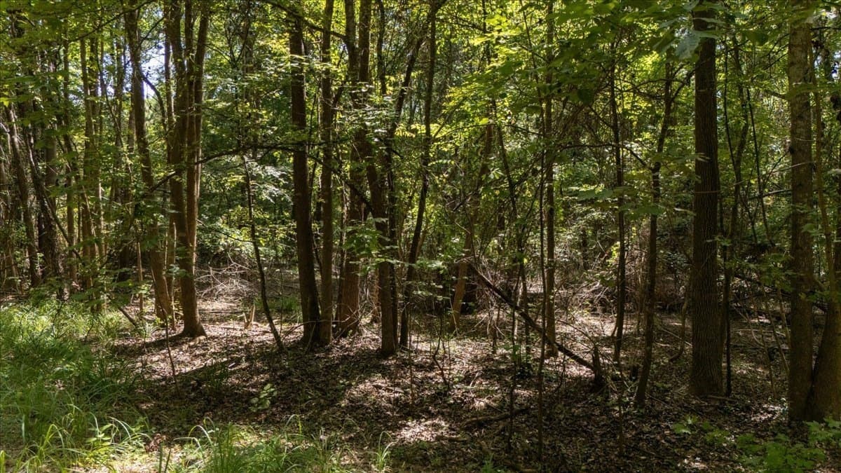 25 acres in Henderson County - photo 9