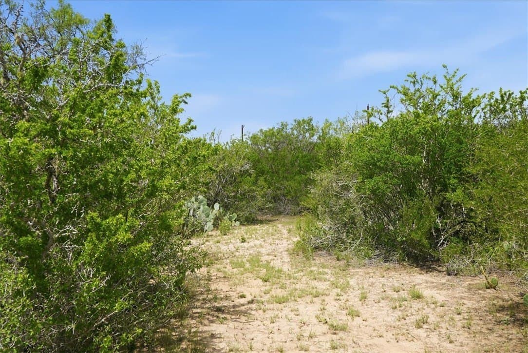 22.28 acres in Live Oak County gallery image 2