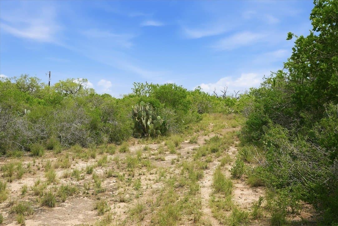 22.28 acres in Live Oak County featured view
