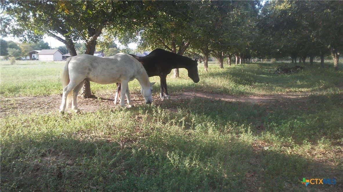 16.01 acres in Guadalupe County - photo 6