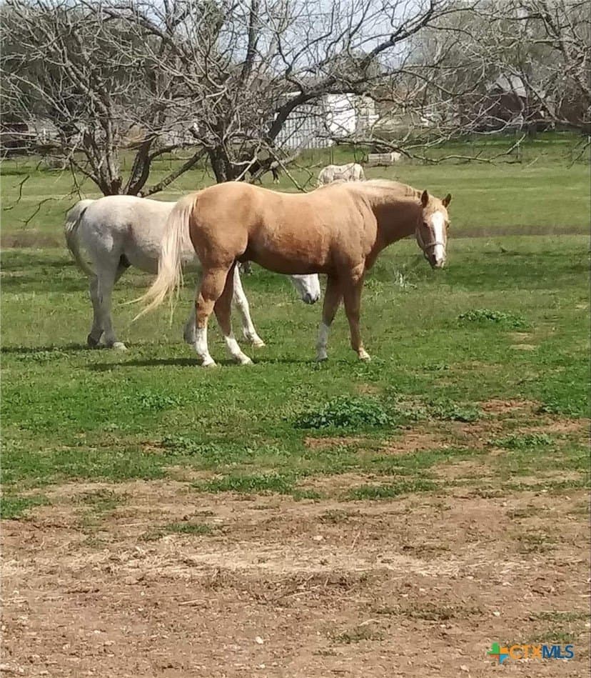 16.01 acres in Guadalupe County - photo 14