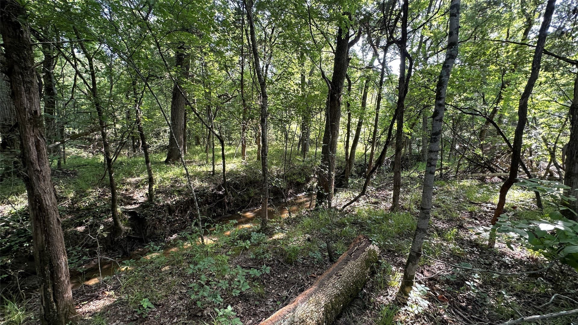 130 acres in Hopkins County gallery image 3