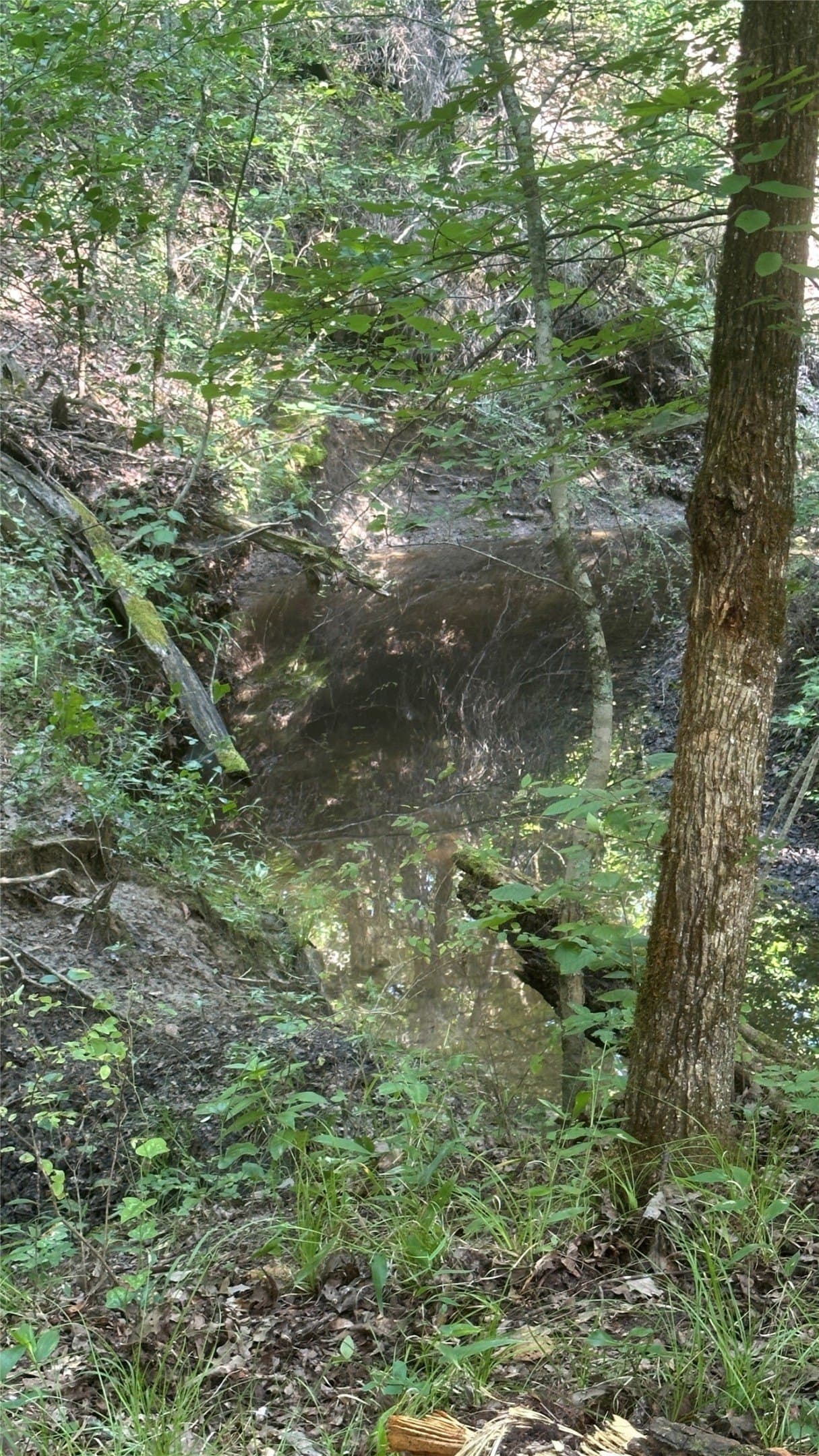 130 acres in Hopkins County - photo 6