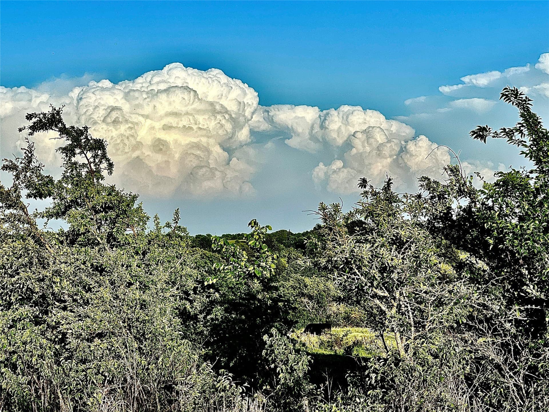 1,185 acres in Montague County gallery image 4