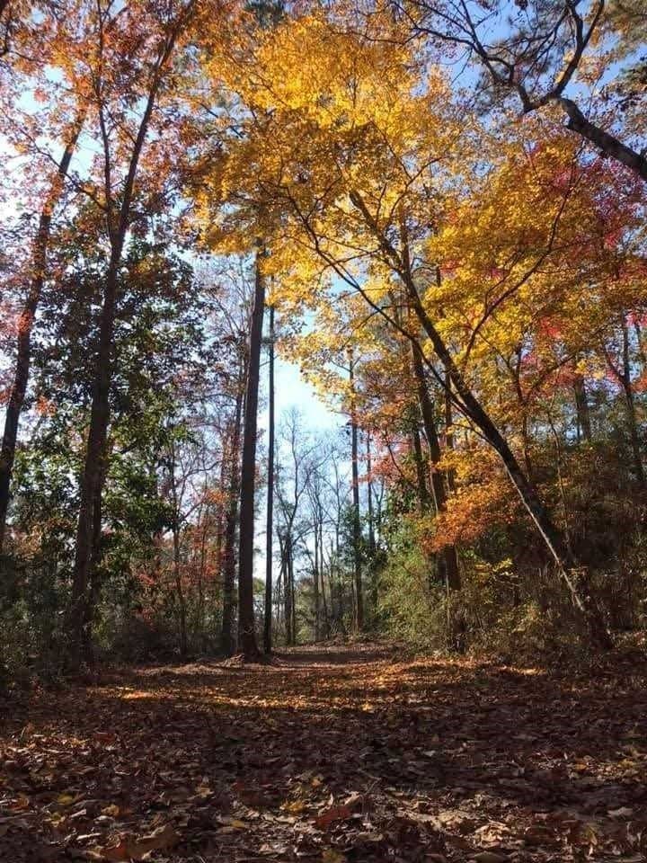 102 acres in Texas County - photo 21