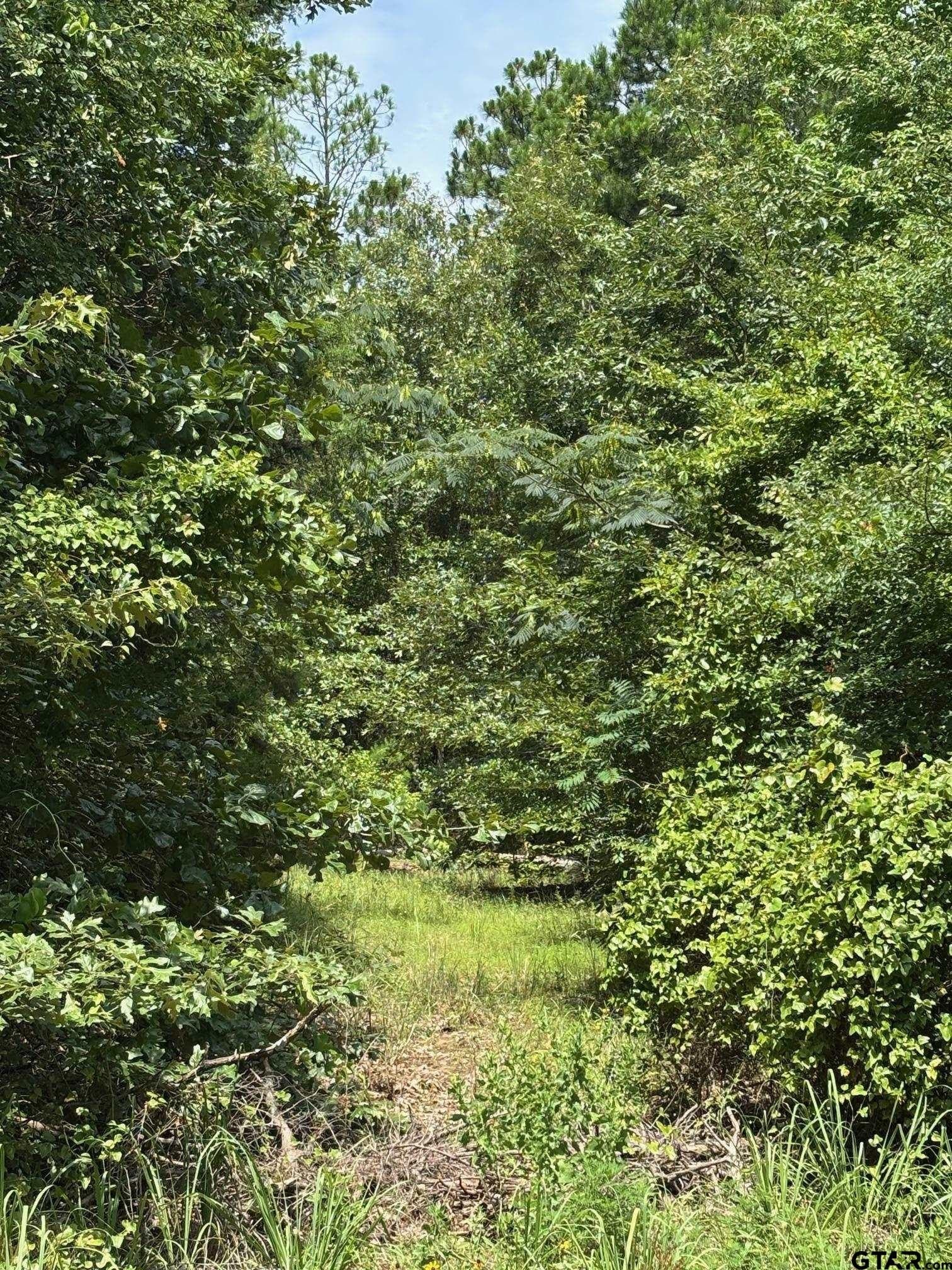 10 acres in Wood County gallery image 4