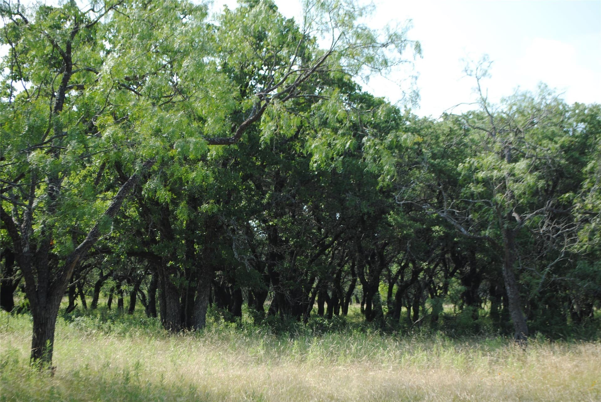412.77 acres in Comanche County - photo 16