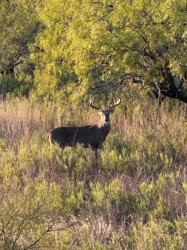 412.77 acres in Comanche County - photo 20