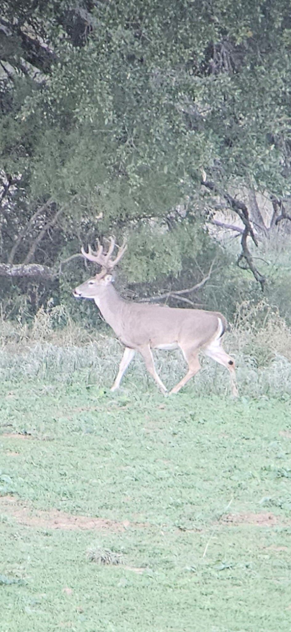412.77 acres in Comanche County - photo 24