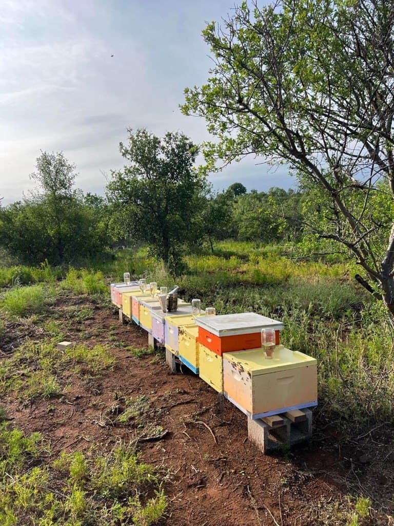 15.1 acres in Mason County gallery image 4