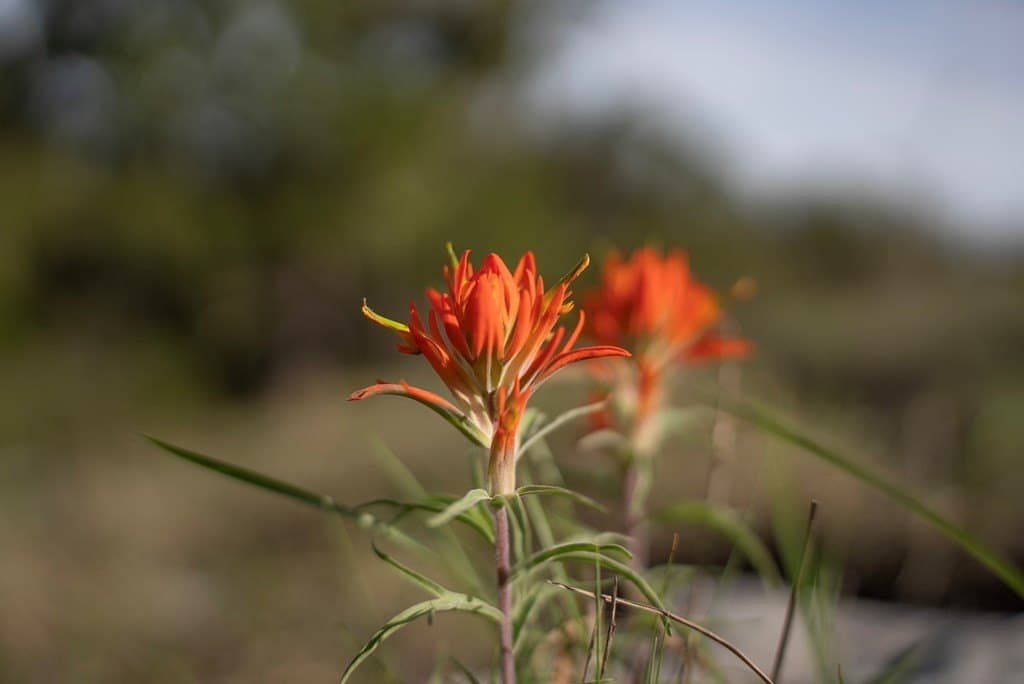 100.01 acres in Hays County - photo 17