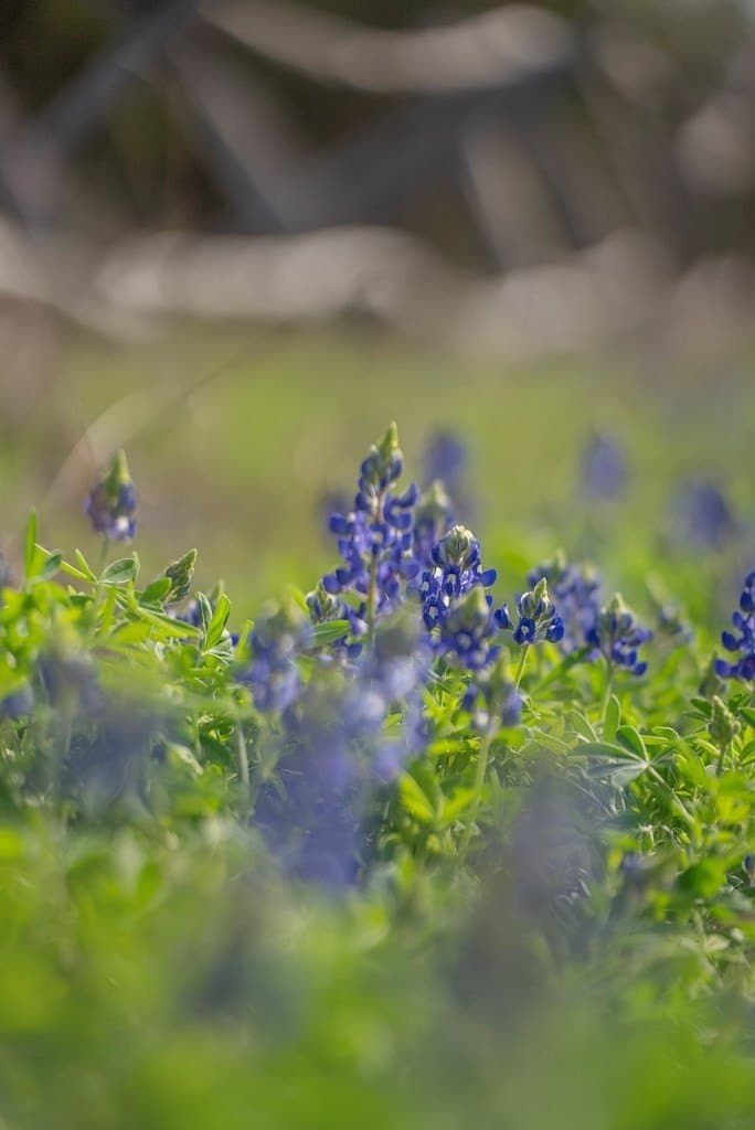 100.01 acres in Hays County - photo 22
