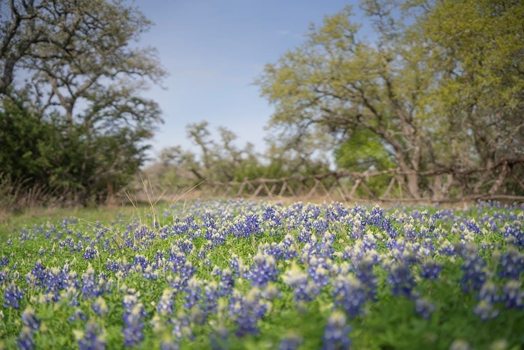 100.01 acres in Hays County gallery image 3