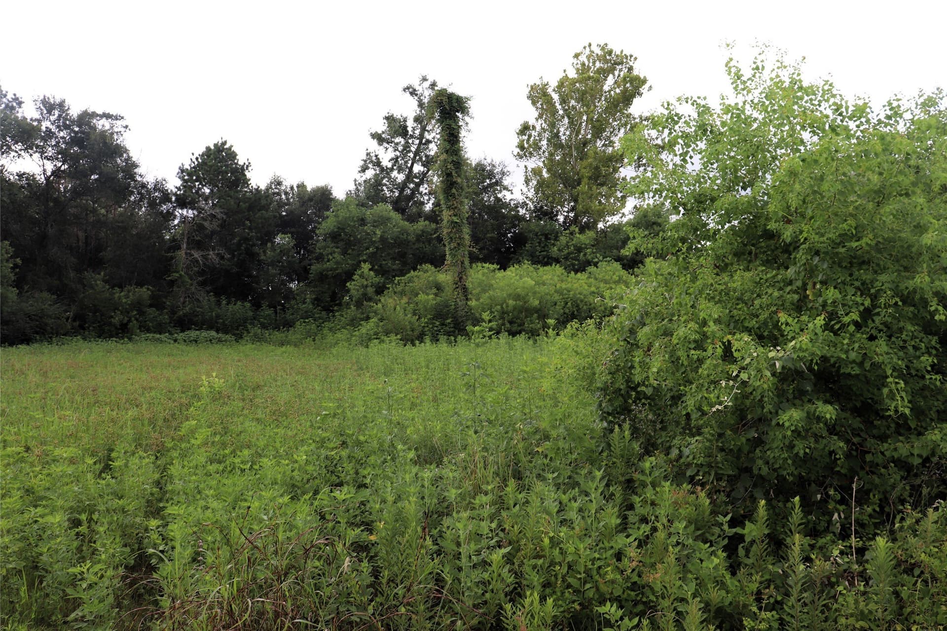 2.89 acres in Liberty County gallery image 3