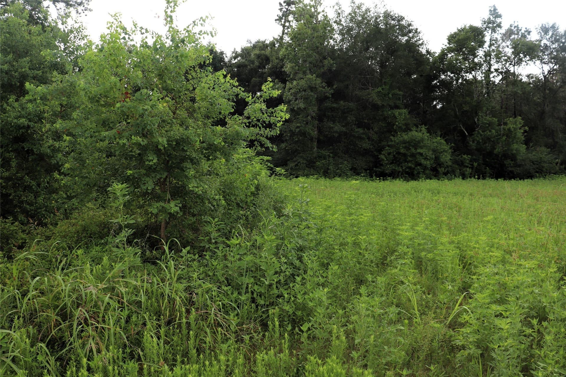 2.89 acres in Liberty County gallery image 4