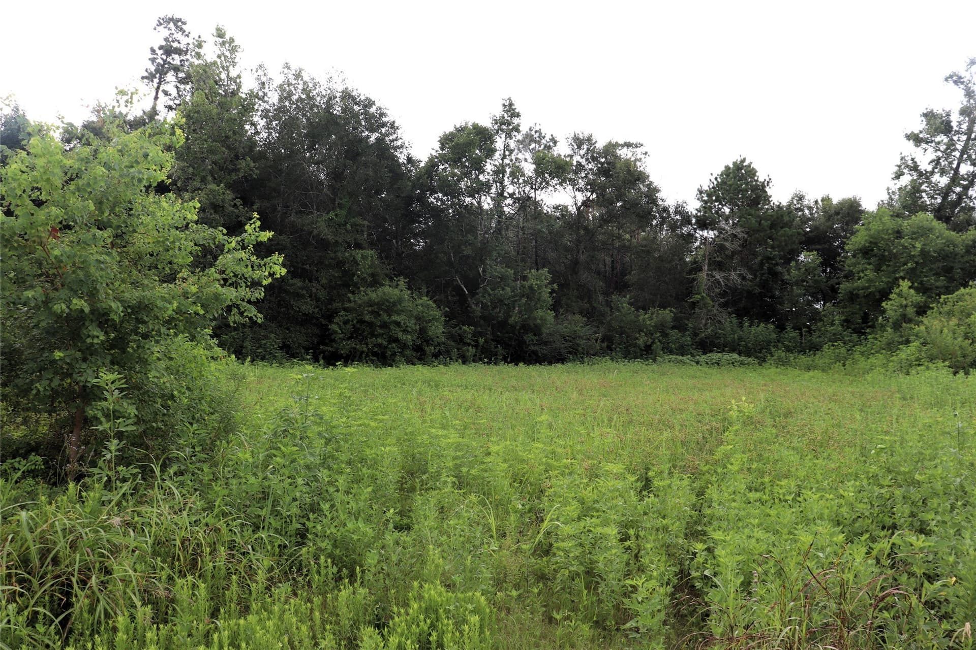 2.89 acres in Liberty County gallery image 2