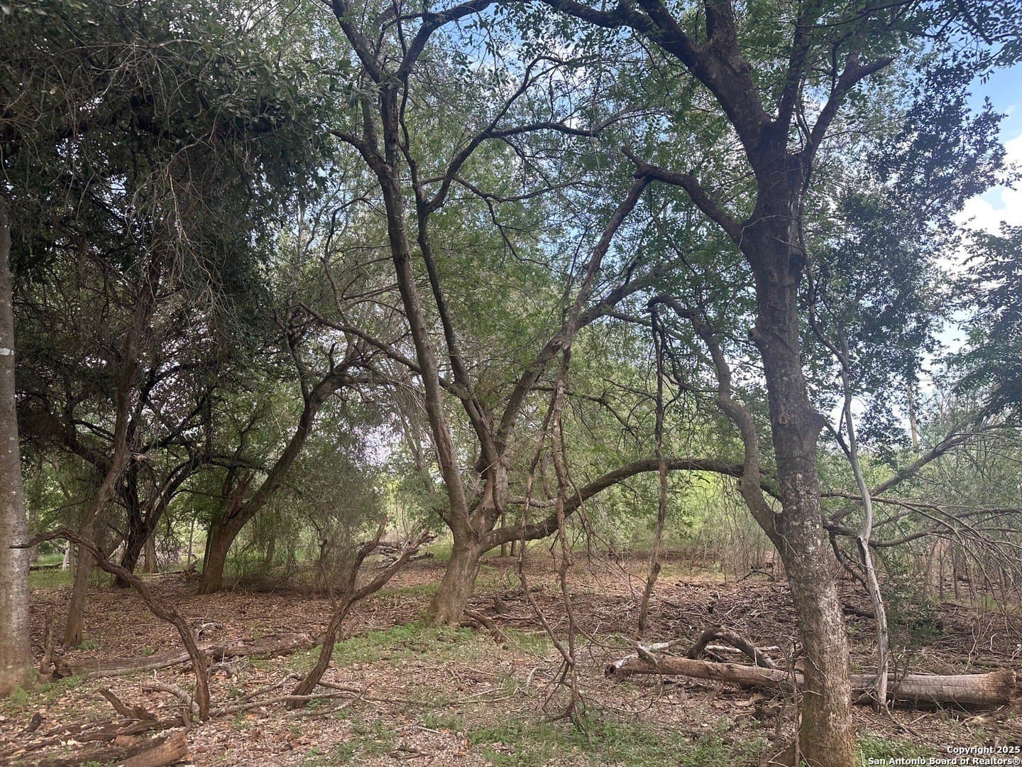 21.37 acres in Atascosa County - photo 7