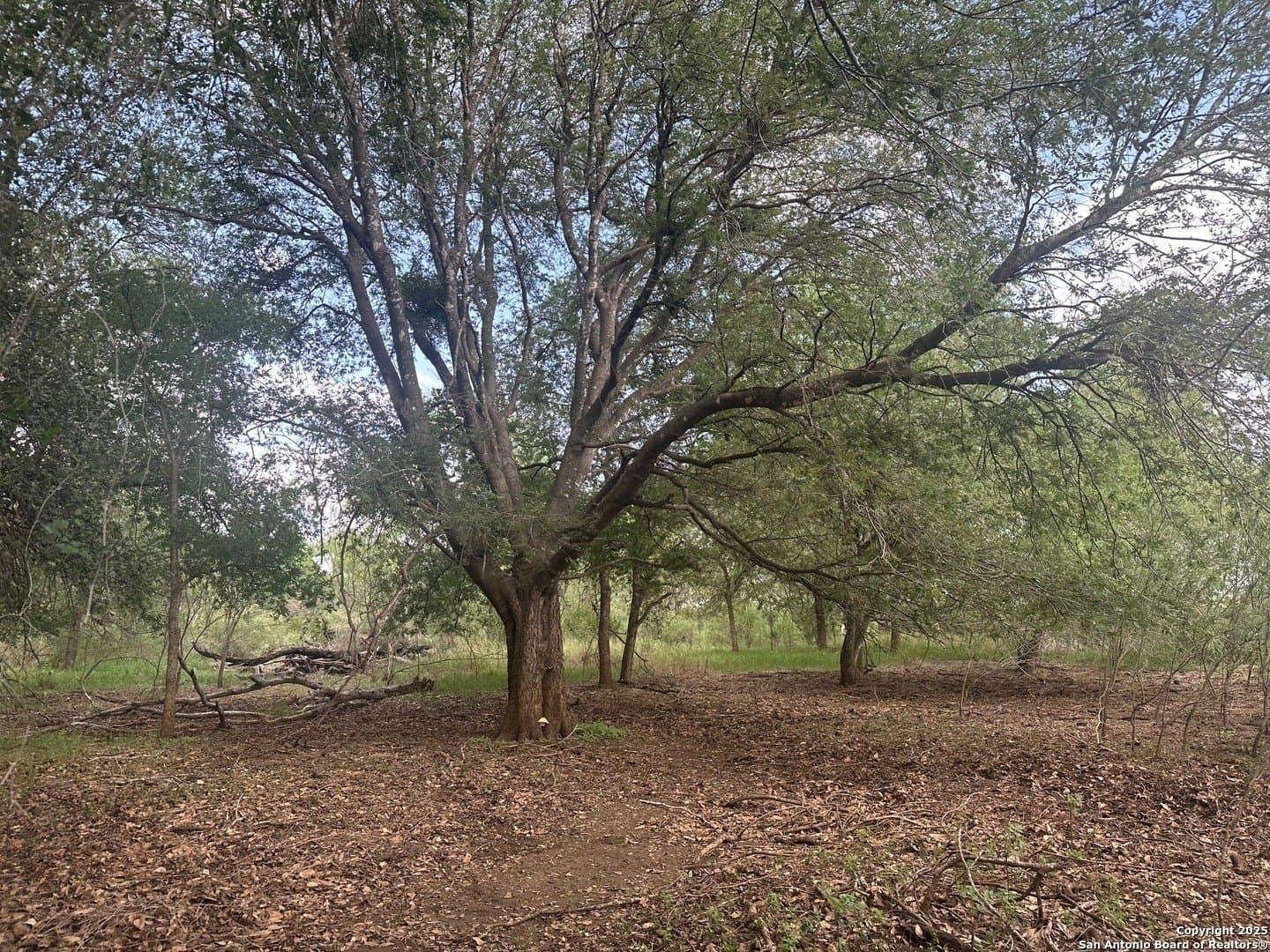 21.37 acres in Atascosa County - photo 6