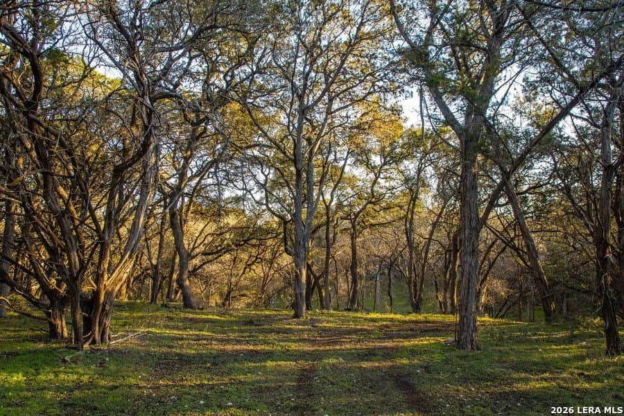 75 acres in Comal County - photo 4