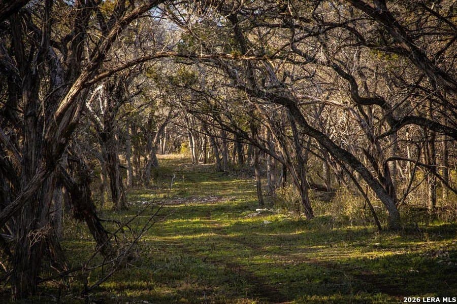 75 acres in Comal County - photo 12