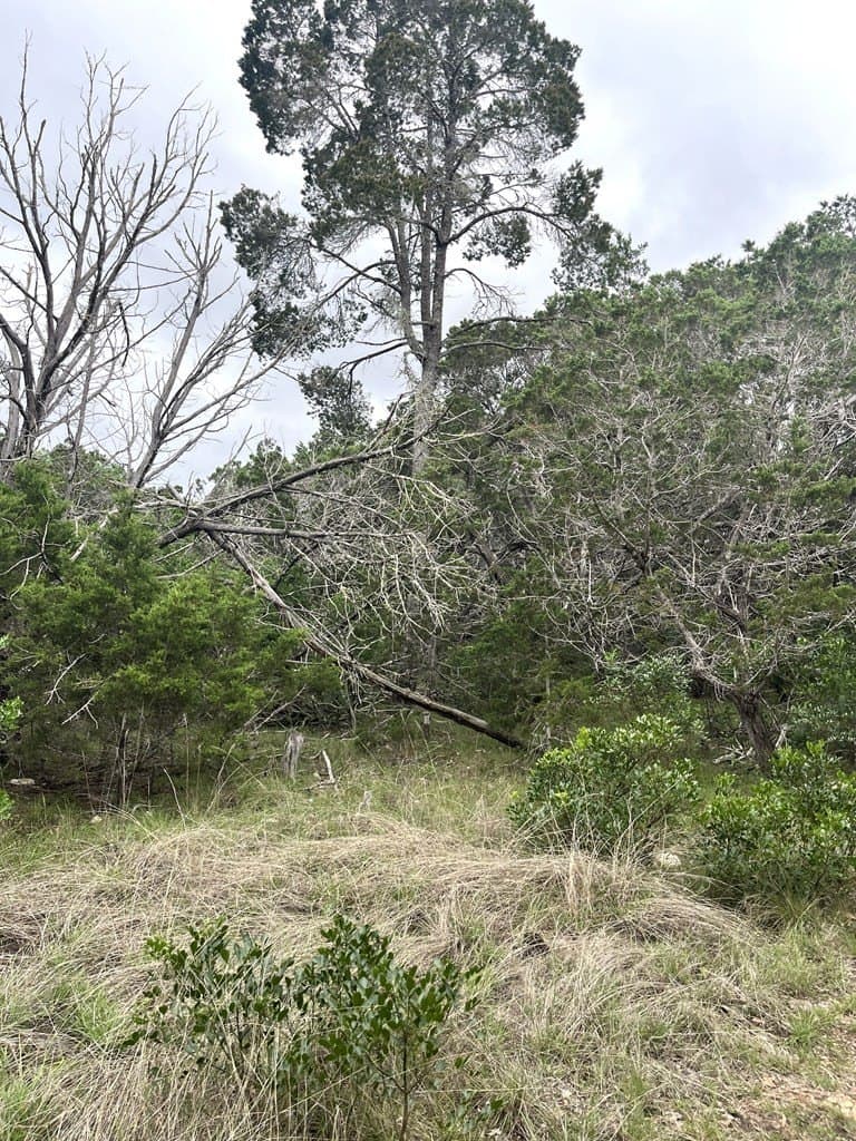 20.32 acres in Real County gallery image 4