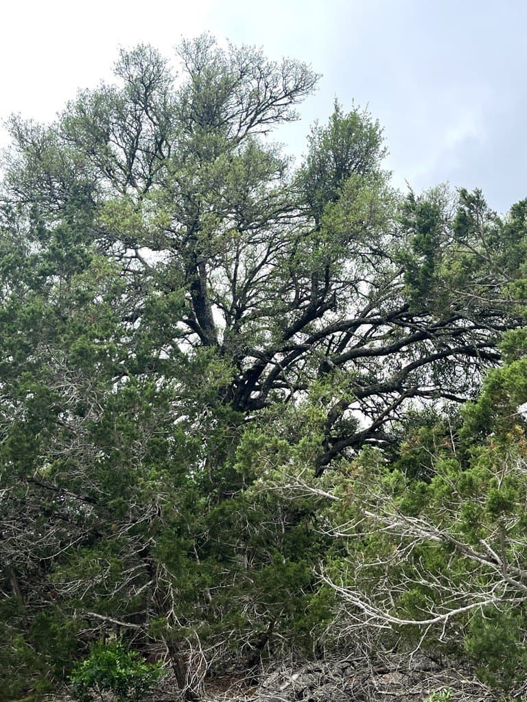 20.32 acres in Real County - photo 18