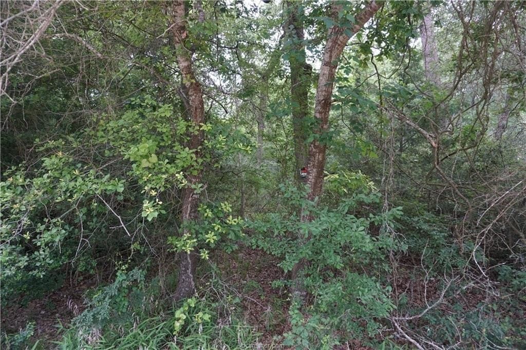 4.94 acres in Burleson County gallery image 4