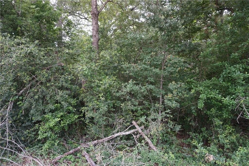 4.94 acres in Burleson County gallery image 2