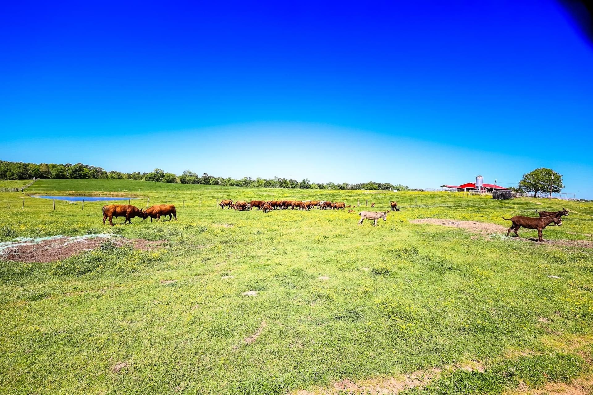 212.3 acres in Panola County - photo 12