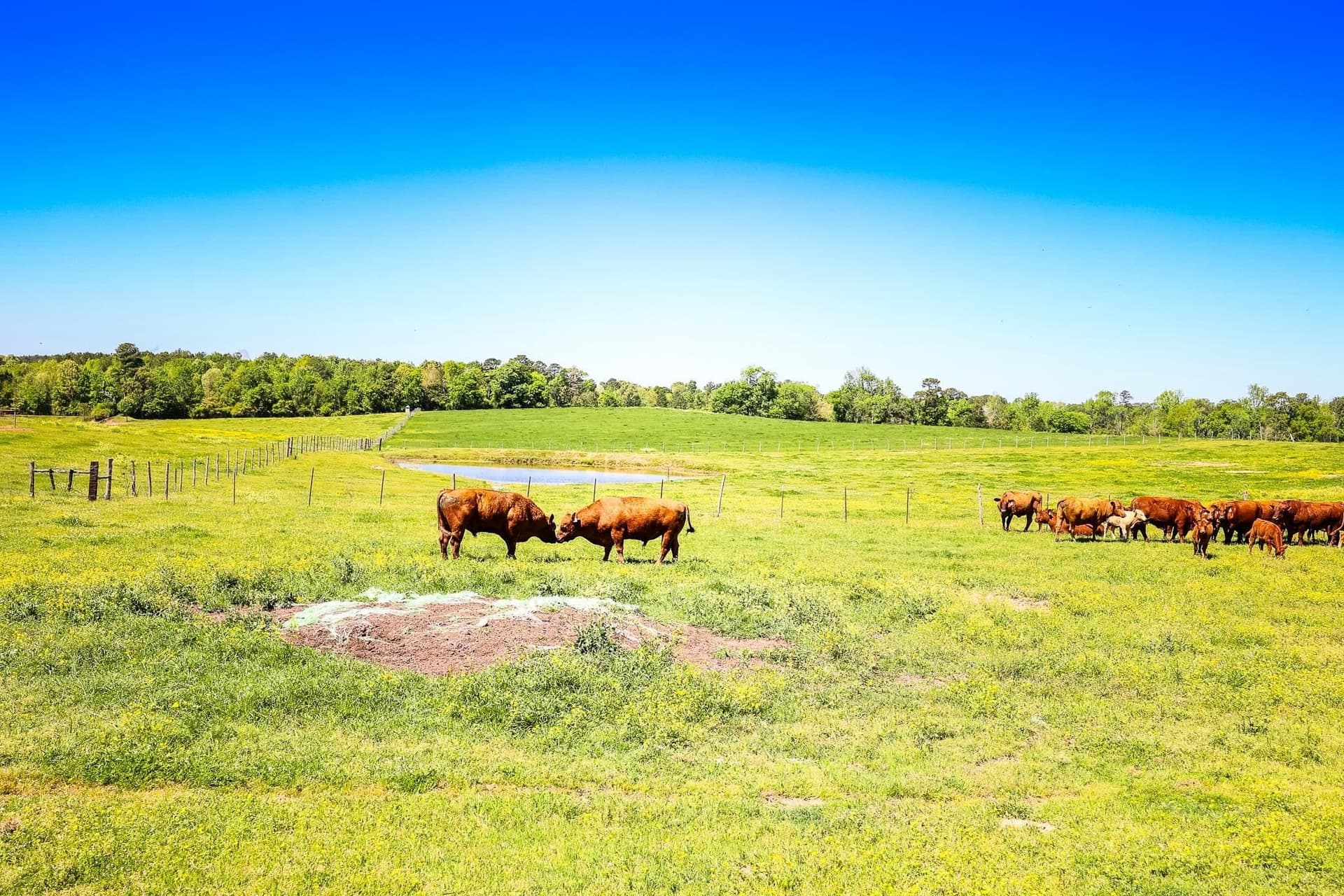 212.3 acres in Panola County - photo 35
