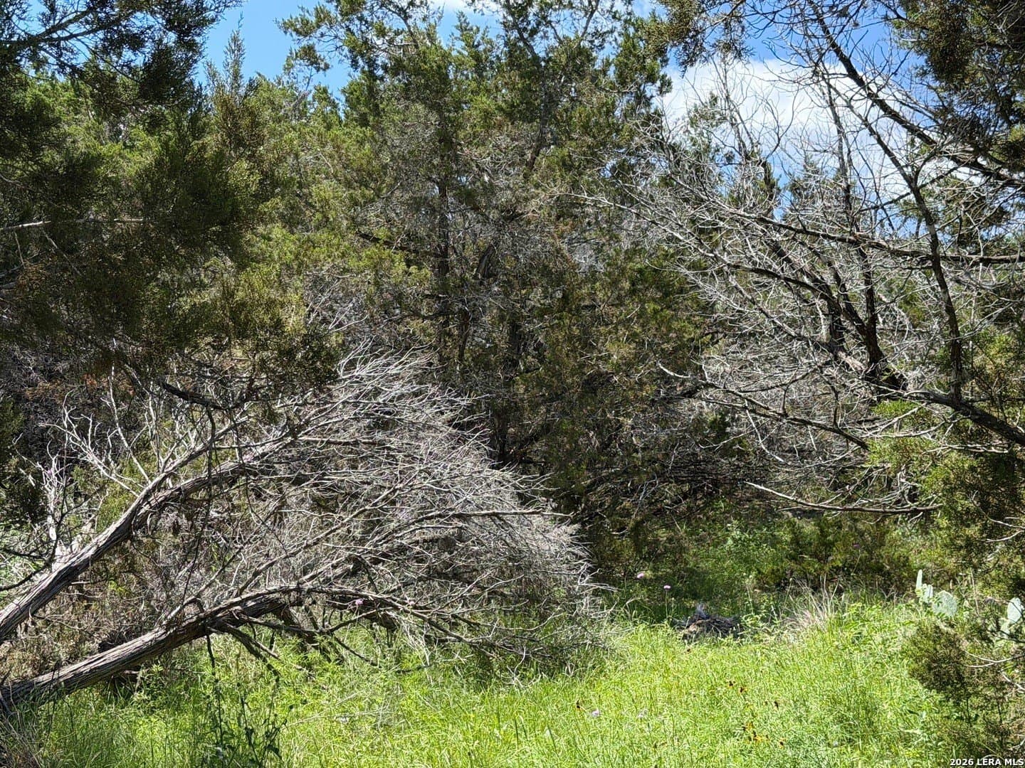 0.23 acres in Comal County - photo 11