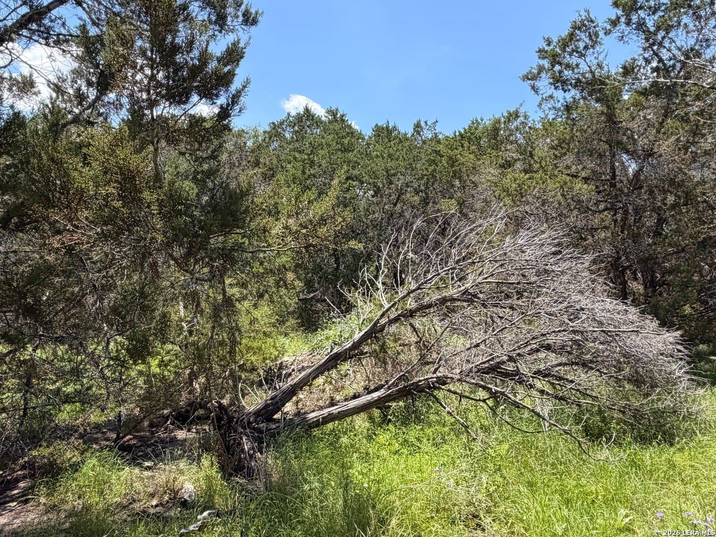 0.23 acres in Comal County - photo 12
