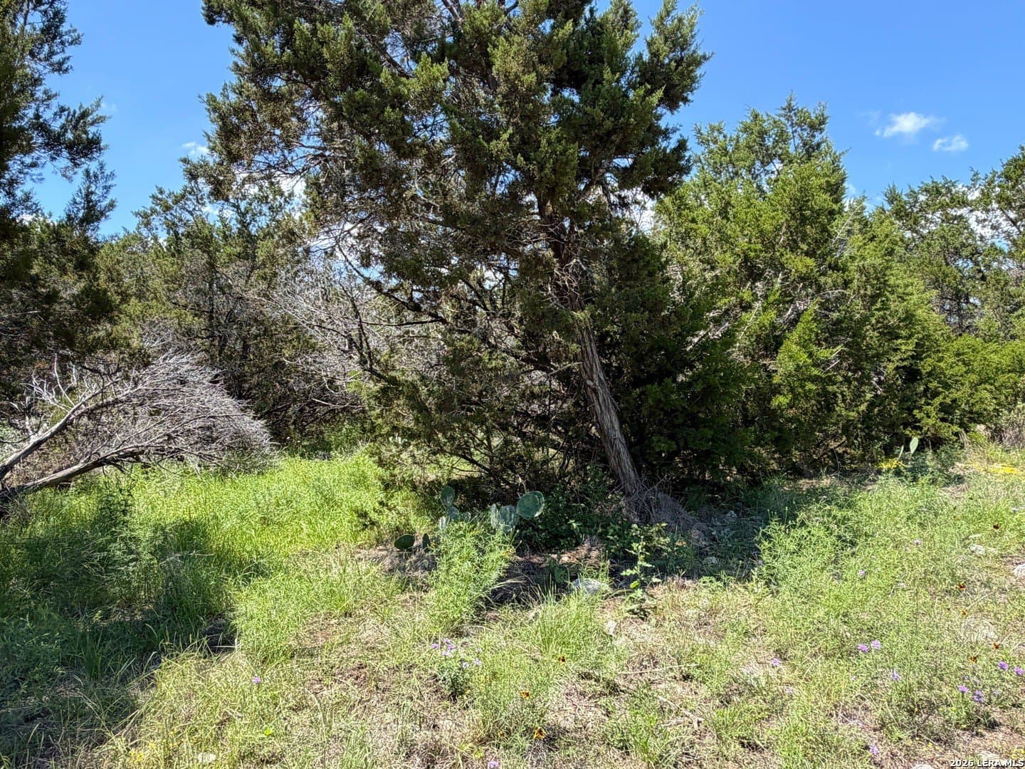 0.23 acres in Comal County - photo 7