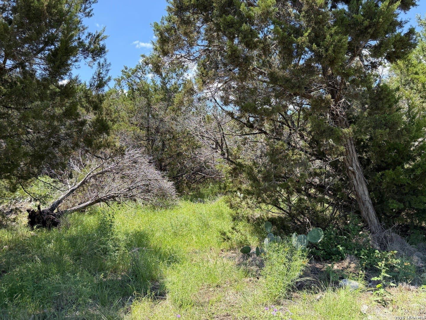 0.23 acres in Comal County - photo 6