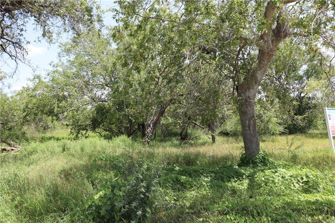 10.5 acres in San Patricio County gallery image 2