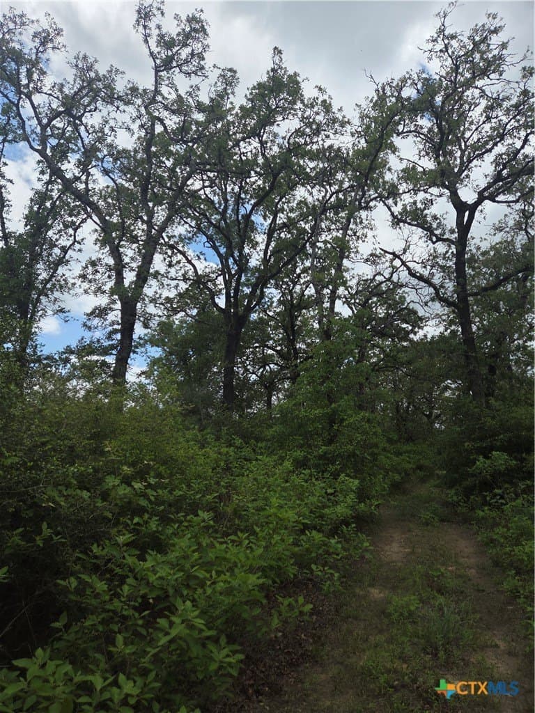 21 acres in Milam County gallery image 3