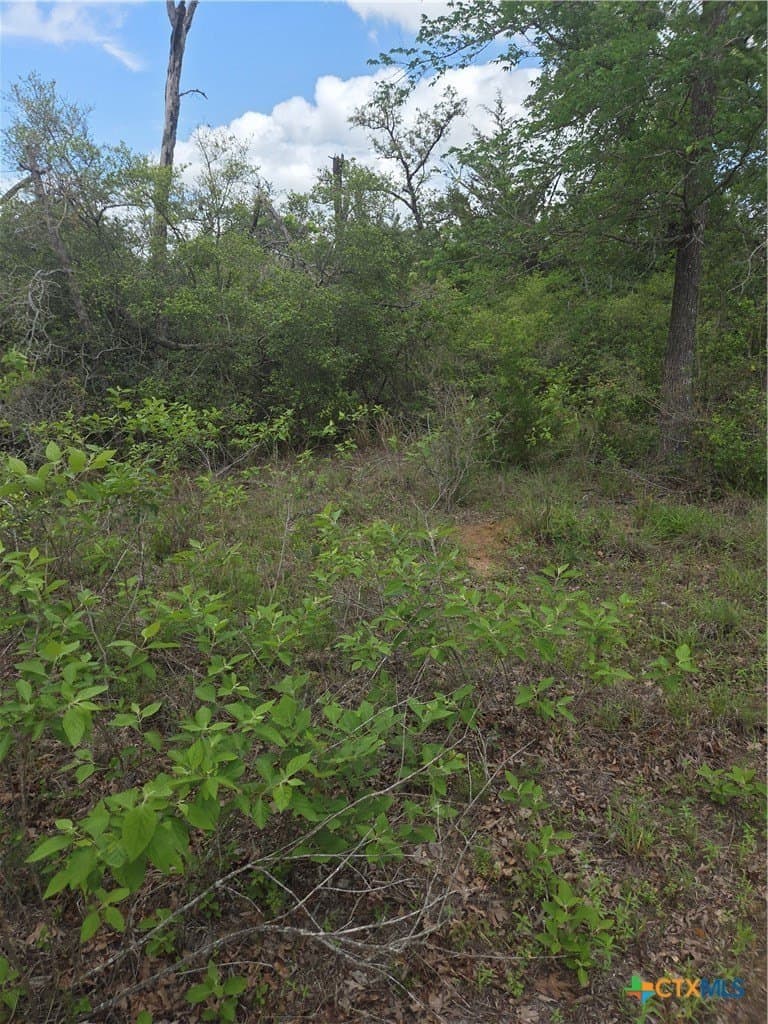 21 acres in Milam County gallery image 4