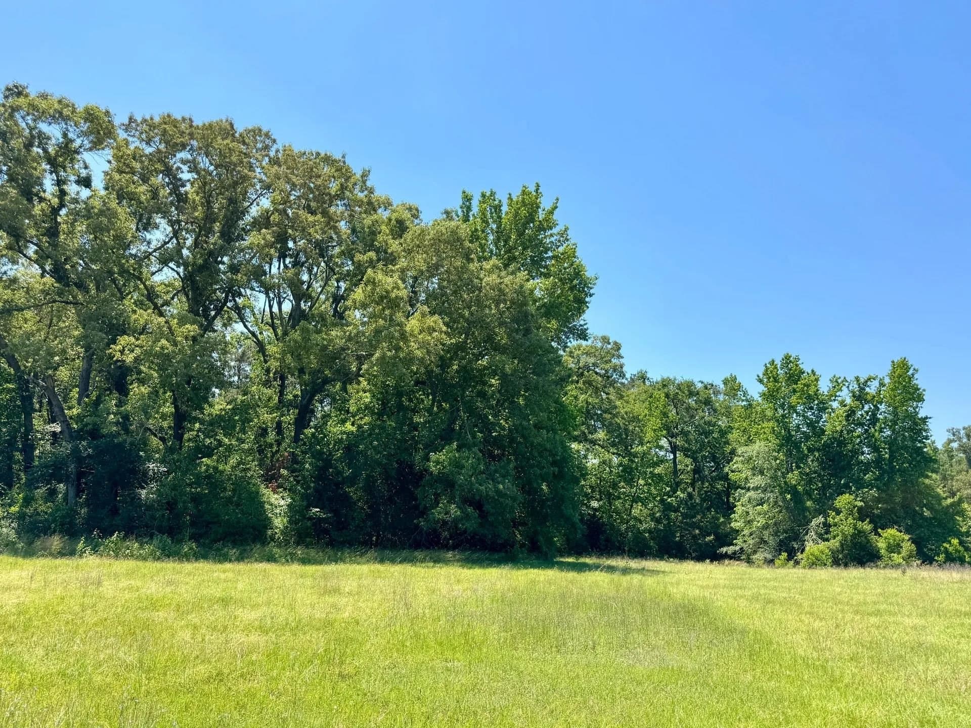75.5 acres in Panola County - photo 11