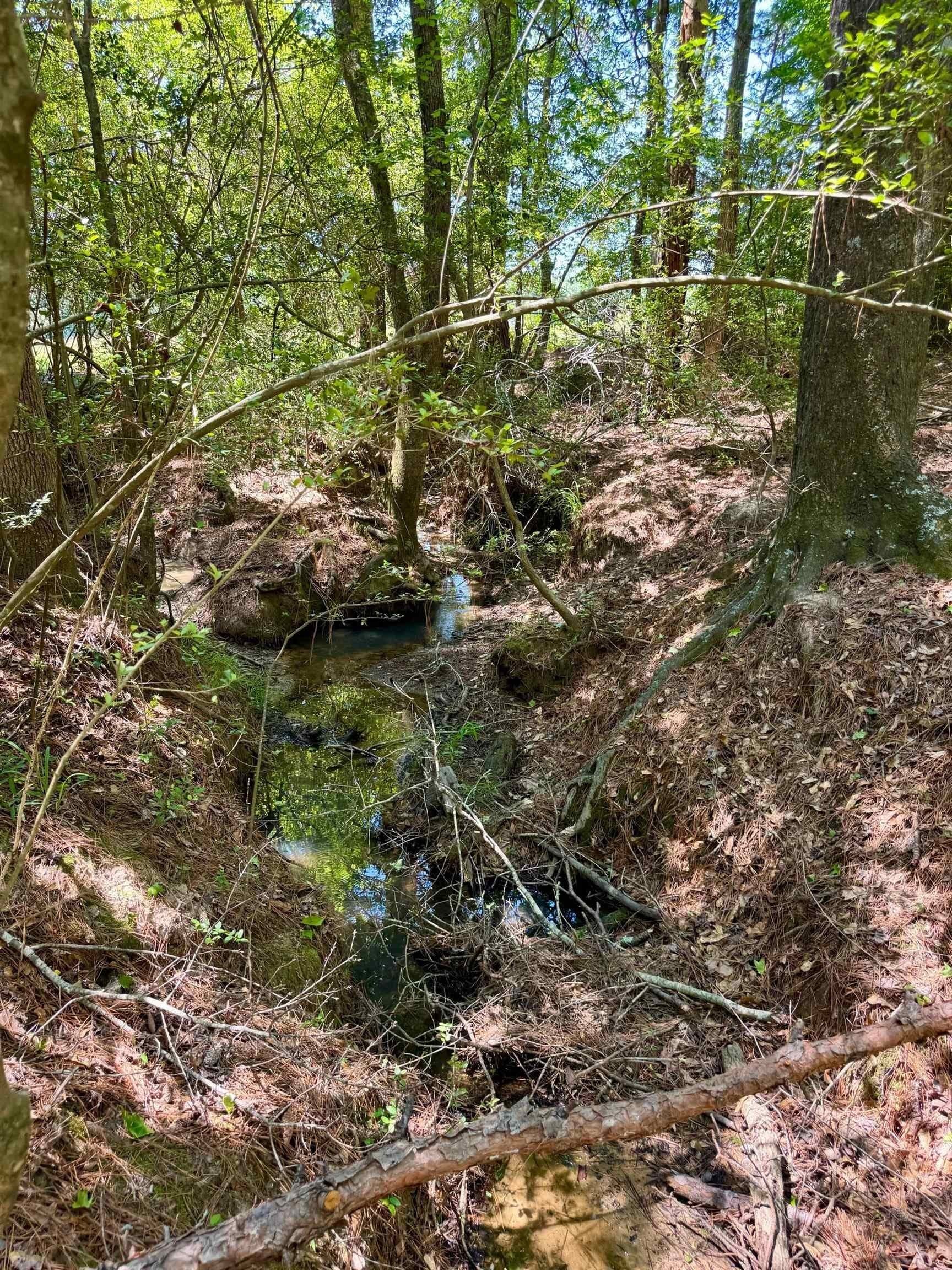 75.5 acres in Panola County - photo 18
