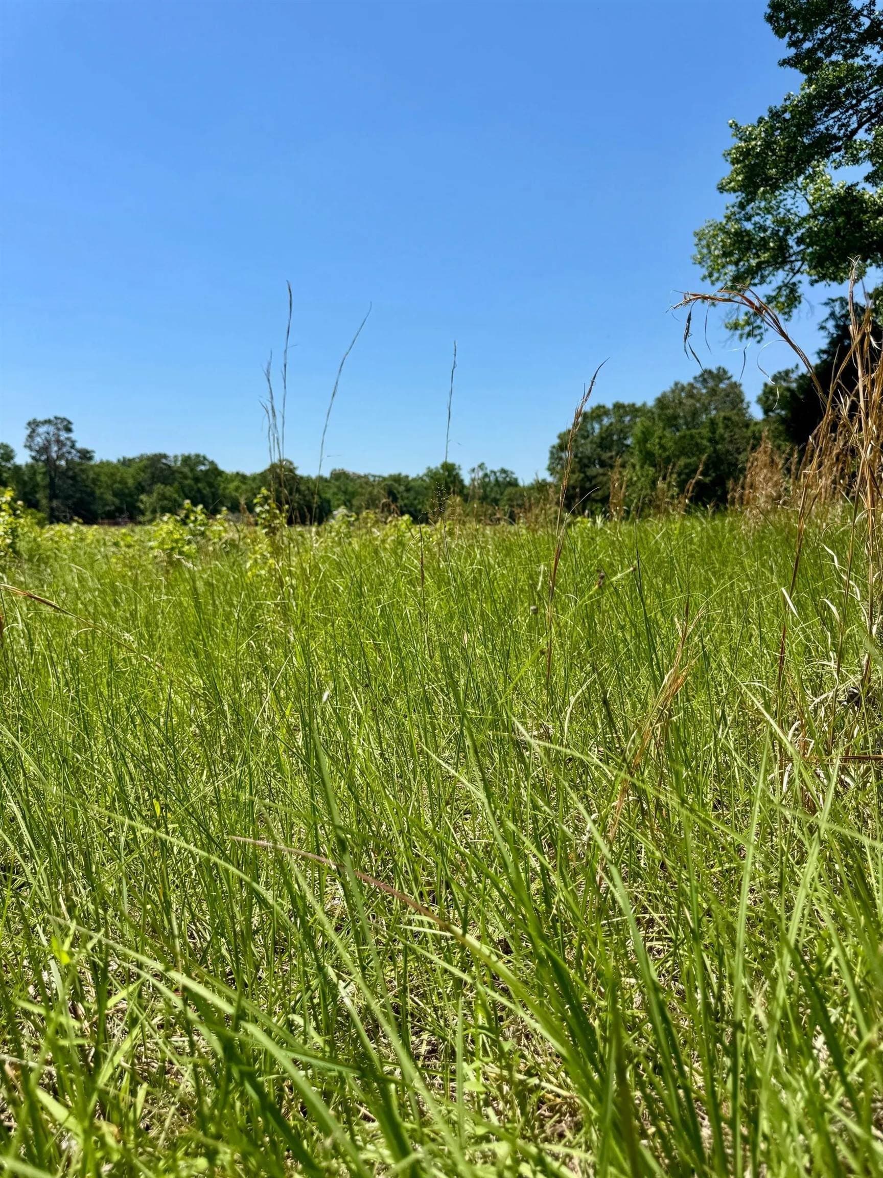 75.5 acres in Panola County - photo 15