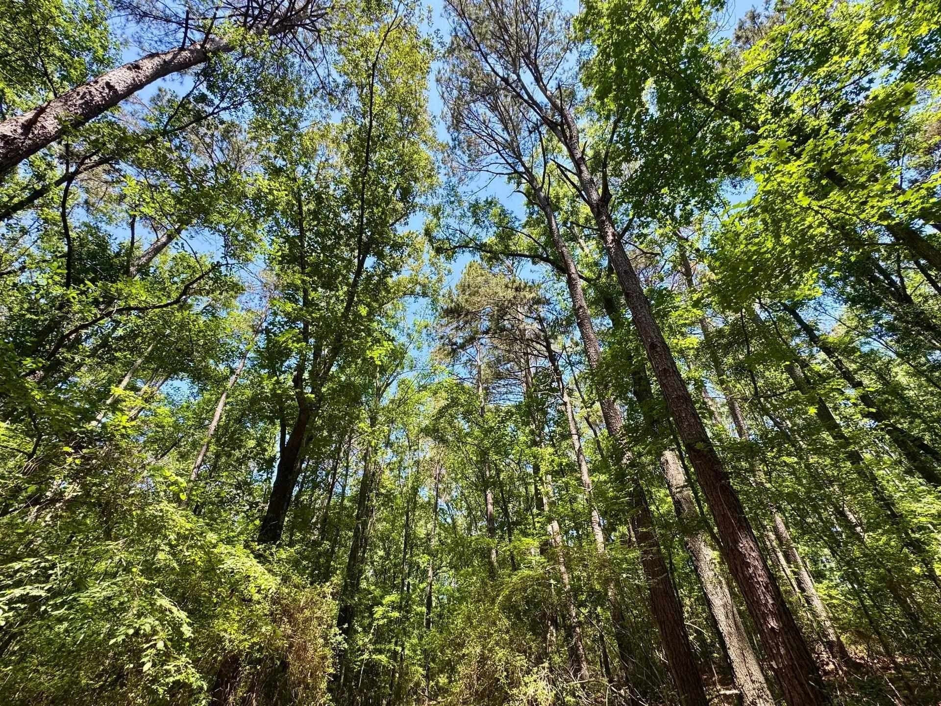 75.5 acres in Panola County - photo 6