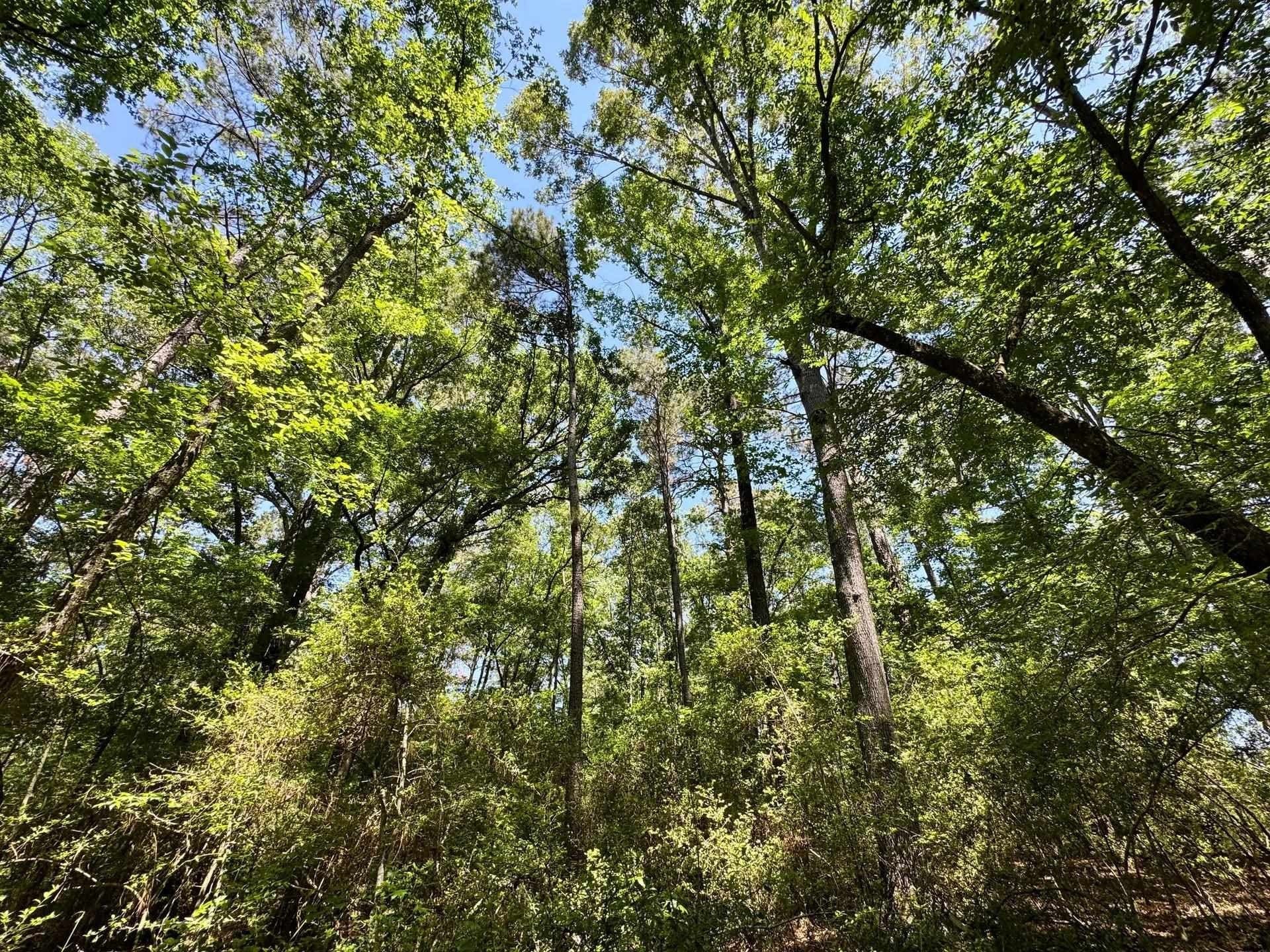 75.5 acres in Panola County - photo 14