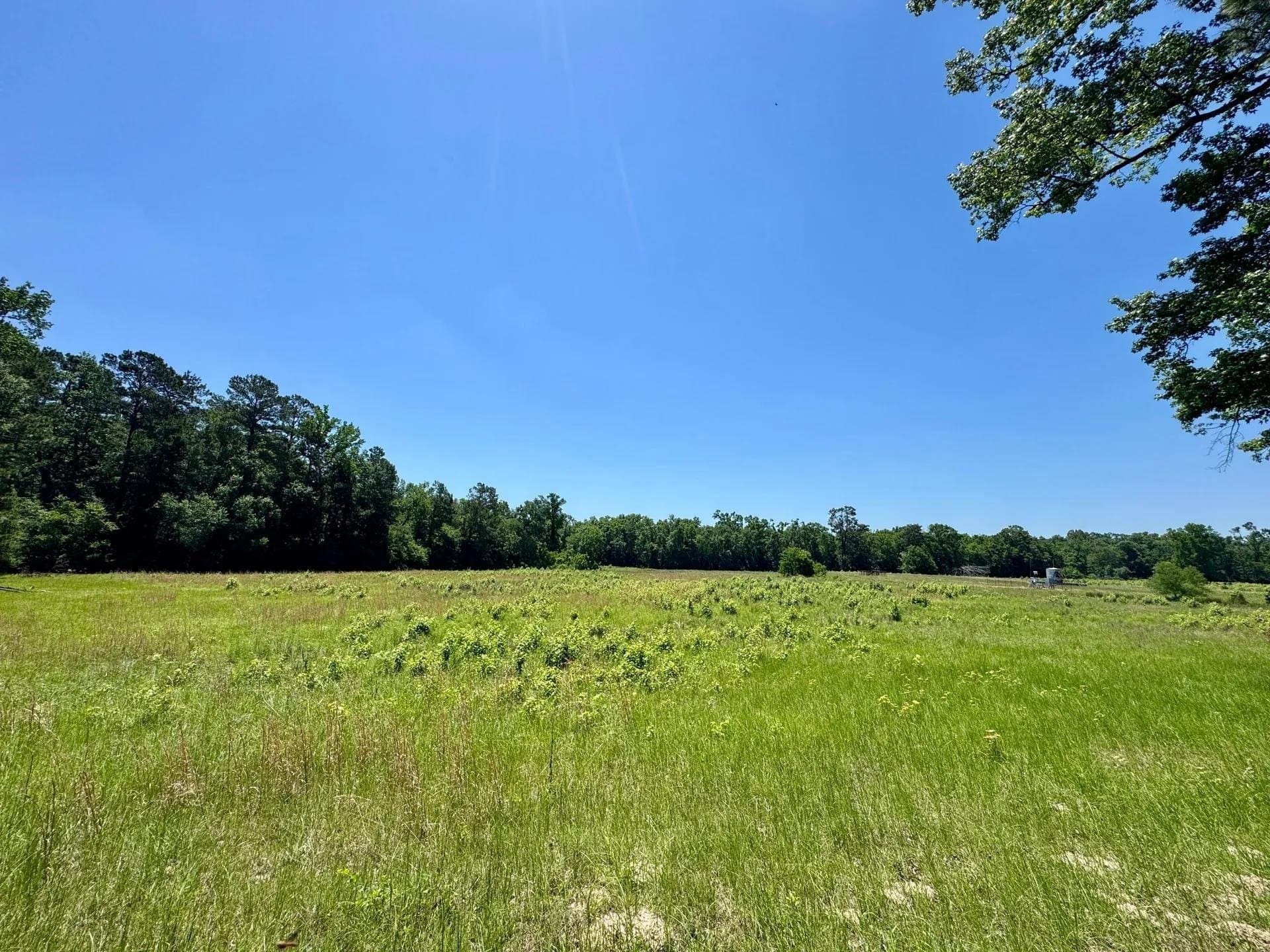 75.5 acres in Panola County - photo 12