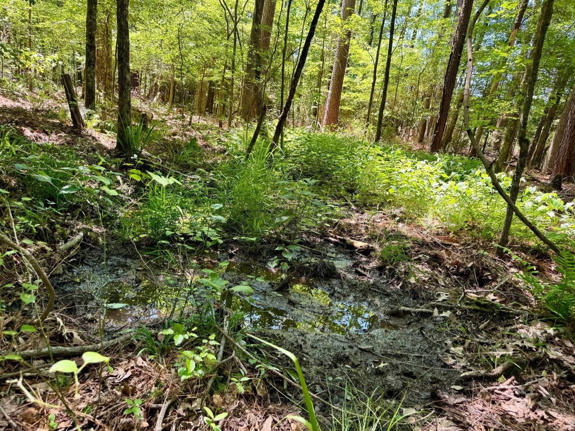 75.5 acres in Panola County - photo 17