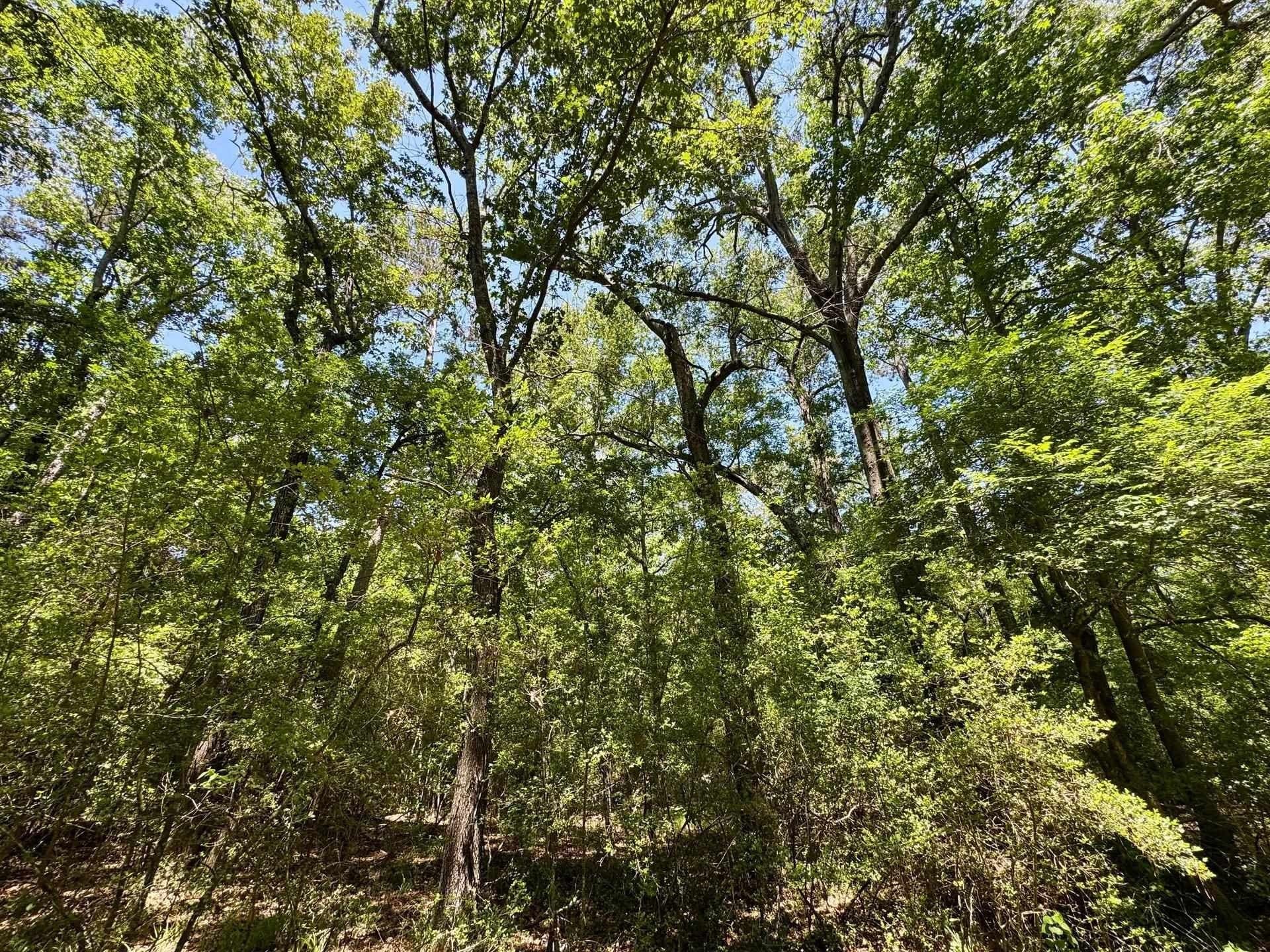 75.5 acres in Panola County - photo 19
