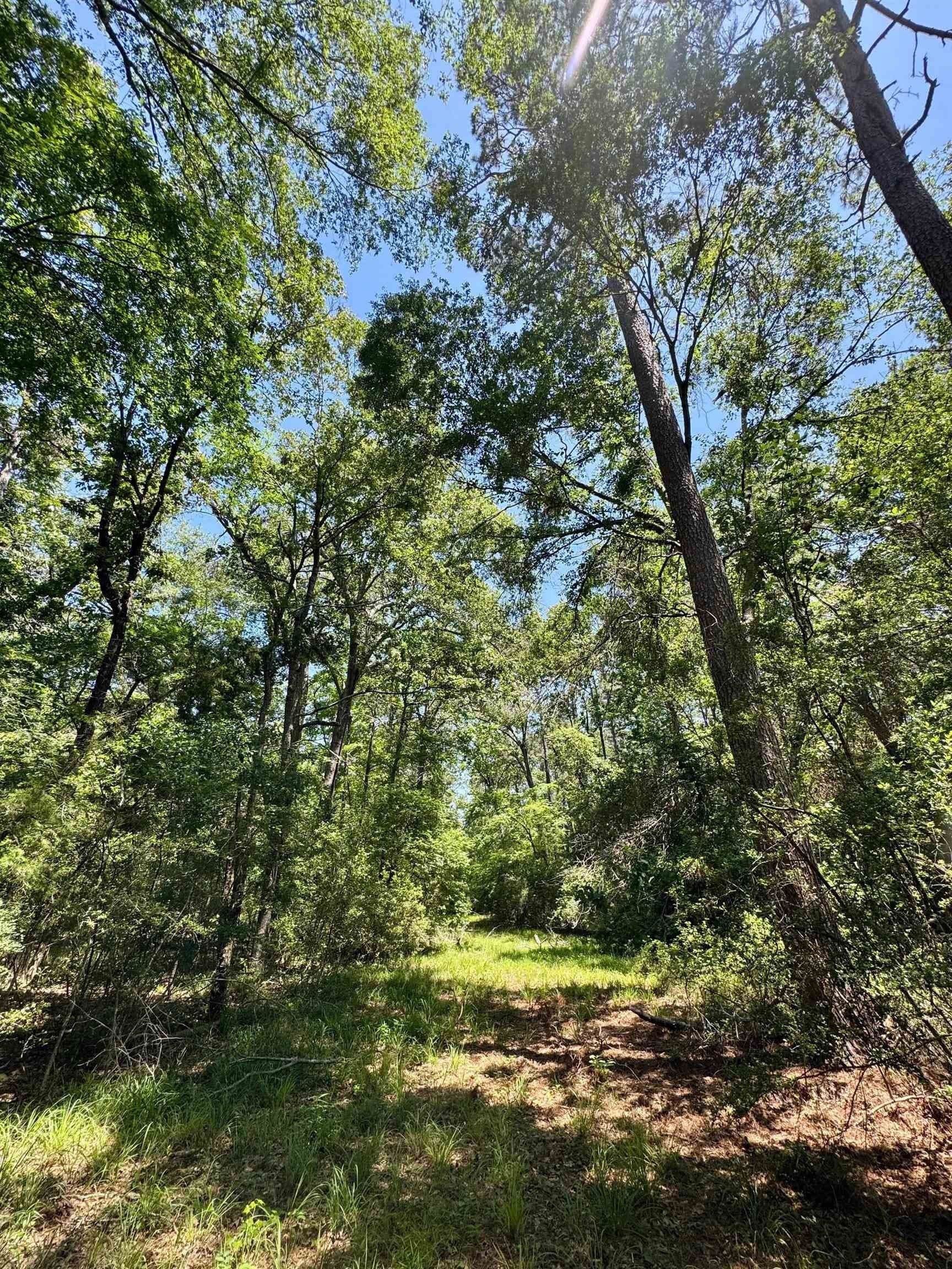 75.5 acres in Panola County - photo 16