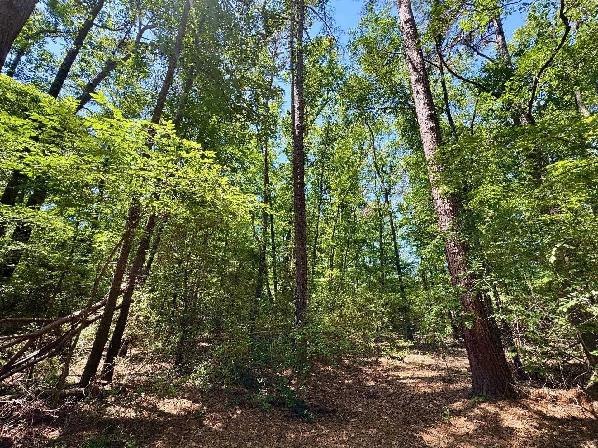 75.5 acres in Panola County - photo 13