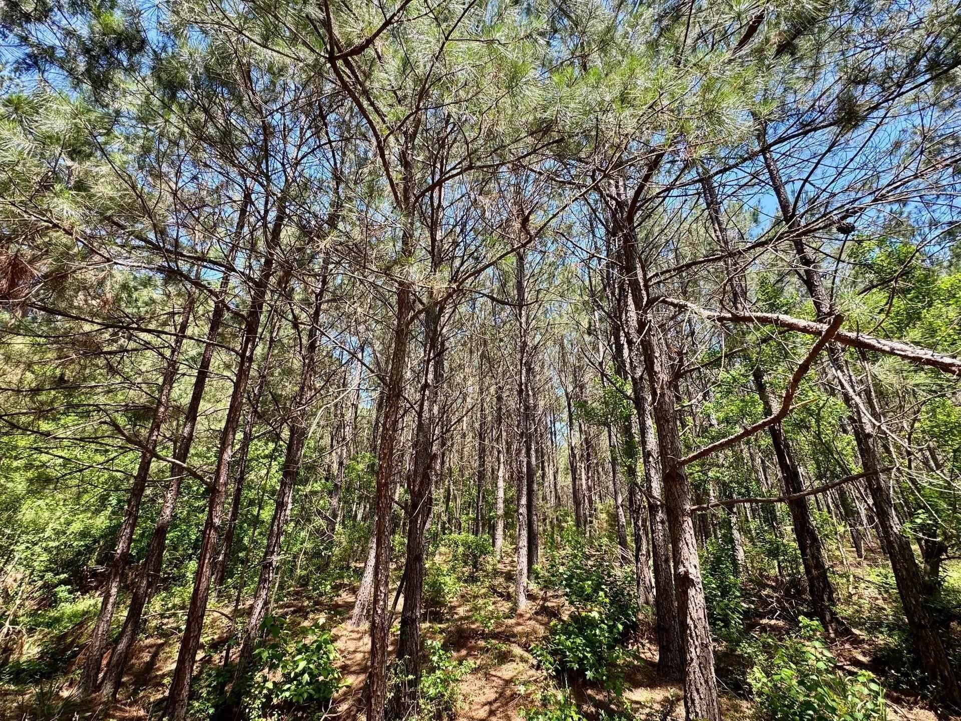 75.5 acres in Panola County - photo 10