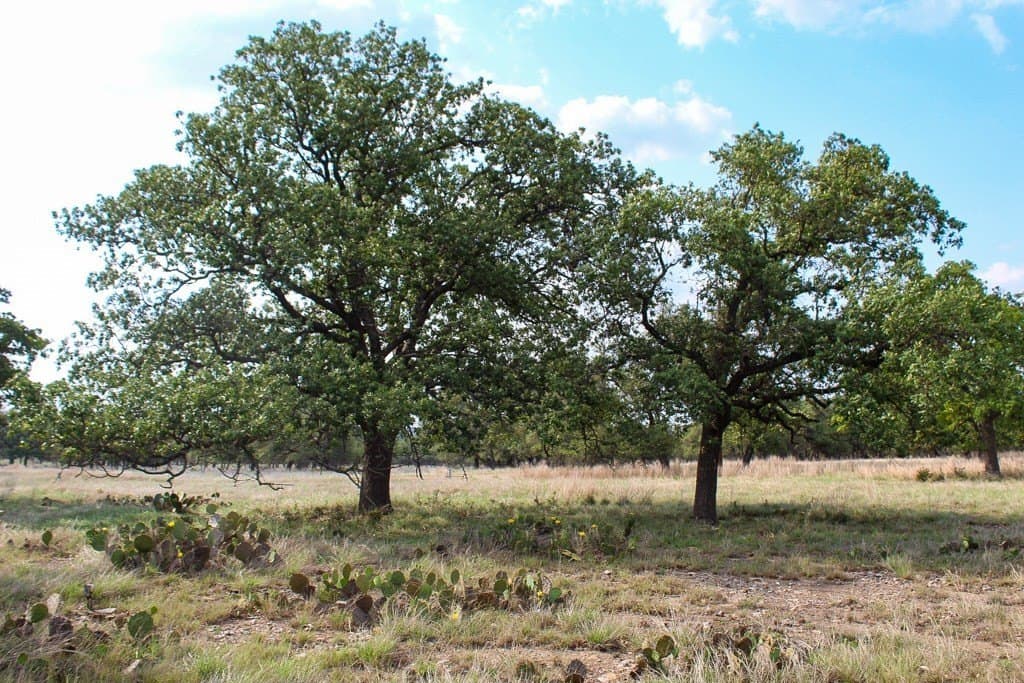 7.21 acres in Kerr County - photo 3