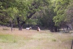 23.03 acres in Kerr County gallery image 3